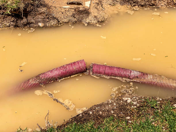 Best Professional water damage repair  in Rising Sun Lebanon, DE